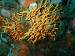 Melithaea rubra