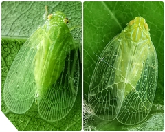 Tropiduchinae