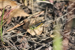 Megaulacobothrus aethalinus