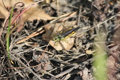 Megaulacobothrus aethalinus