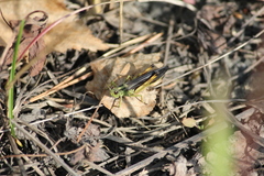 Megaulacobothrus aethalinus