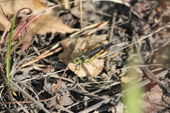Megaulacobothrus aethalinus