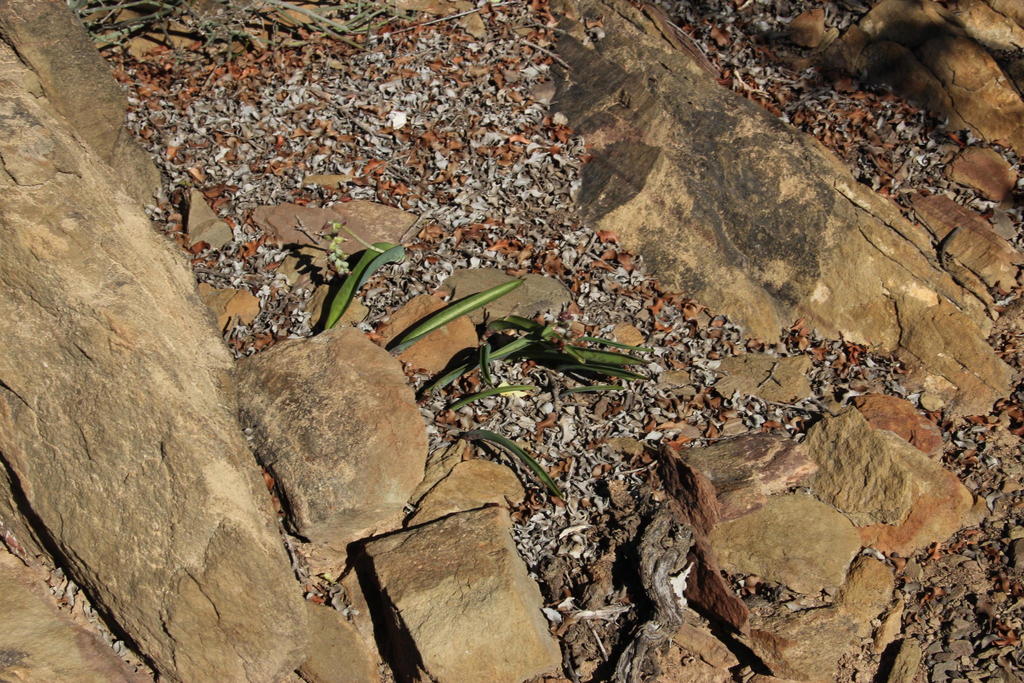 Lachenalia perryae, De Rietvalley 132 Hill n Daskop Quarry