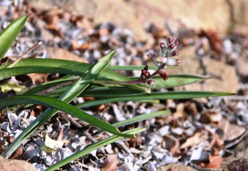 Lachenalia perryae