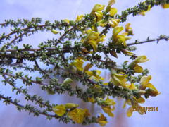 Aspalathus granulata