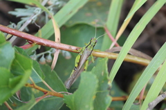 Ognevia longipennis