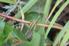 Ognevia longipennis