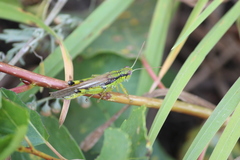 Ognevia longipennis