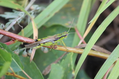 Ognevia longipennis
