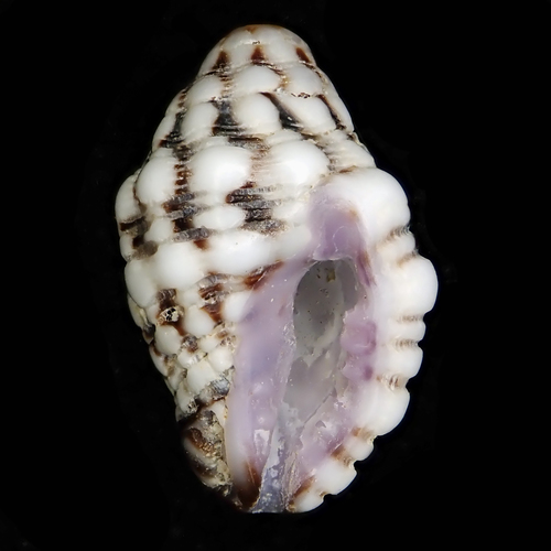 Morula nodicostata observed 2021-09-04