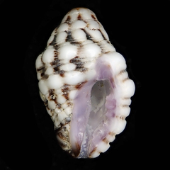 Image of Morula nodicostata