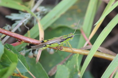 Ognevia longipennis