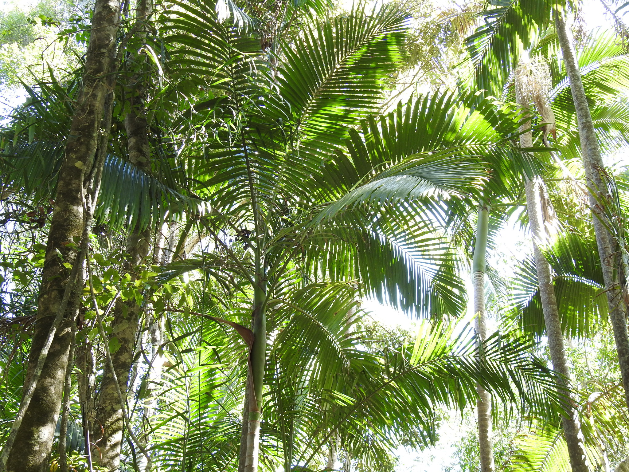 Piccabeen Palm (Archontophoenix cunninghamiana) · iNaturalist