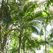 Piccabeen Palm - Photo (c) Scott W. Gavins, some rights reserved (CC BY-NC), uploaded by Scott W. Gavins