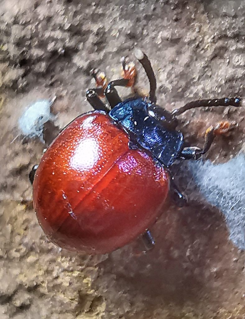Cyclotominae