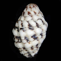 Morula nodicostata