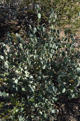 Ayenia rotundifolia