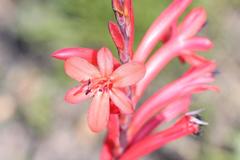 Watsonia marlothii