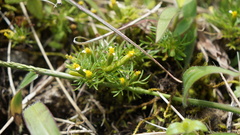Tagetes filifolia