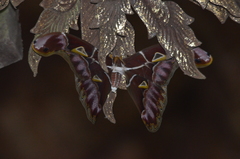 Archaeoattacus staudingeri