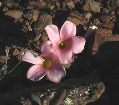 Oxalis convexula
