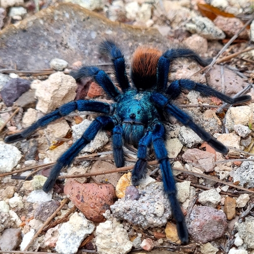 North American Cobalt Tarantula