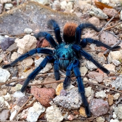 Aphonopelma mooreae