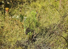 Pezoporus wallicus wallicus