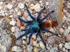 Aphonopelma mooreae