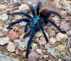 Aphonopelma mooreae
