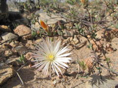 Mesembryanthemum brevicarpum