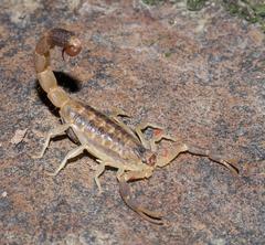 Uroplectes triangulifer