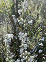 Leucopogon microphyllus pilibundus