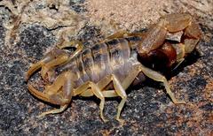 Uroplectes triangulifer