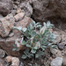 Astragalus loanus - Photo (c) Ava Brinkley, vissa rättigheter förbehållna (CC BY-NC), uppladdad av Ava Brinkley