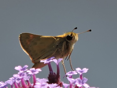 Ochlodes sylvanoides
