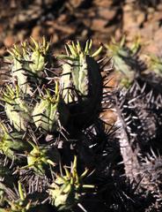 Euphorbia nesemannii