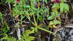 Cyperus aggregatus