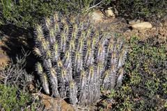 Euphorbia nesemannii