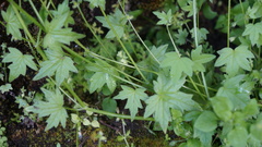 Bowlesia sodiroana