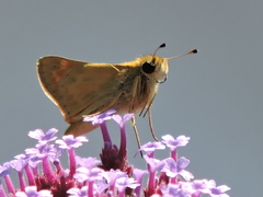 Ochlodes sylvanoides