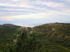 Tarchonanthus littoralis