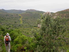 Tarchonanthus littoralis