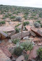 Aloe melanacantha