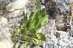 Protea scolopendriifolia