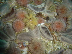 Pentacta doliolum