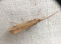 Limnephilus vittatus