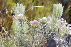 Leucadendron album