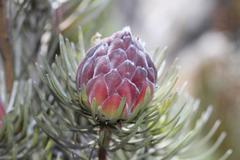 Leucadendron album