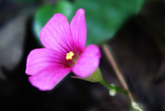 Oxalis bipartita